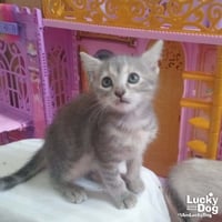 Lil Lilo - Photo 1