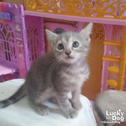 LIL LILO - Domestic Short Hair available for adoption