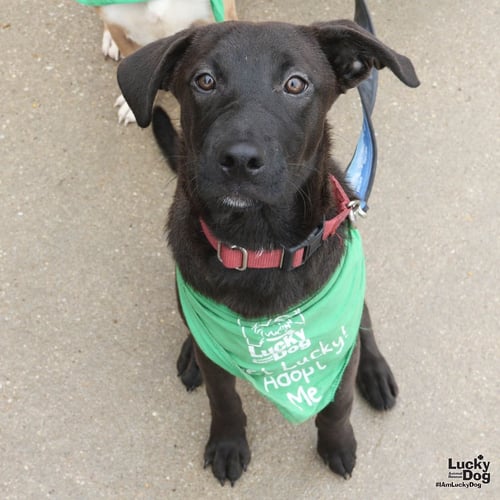 DINA - Labrador Retriever / Dachshund available for adoption