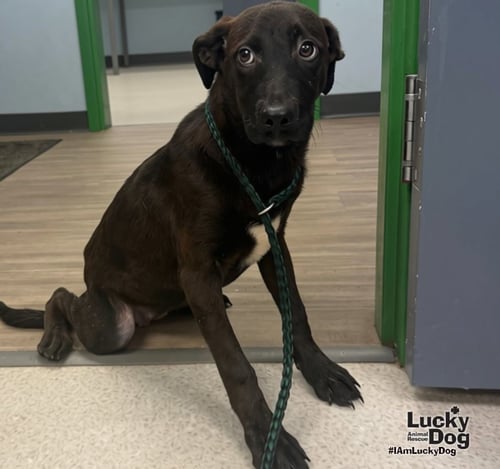 DINA - Labrador Retriever / Dachshund available for adoption