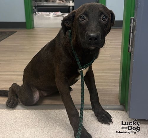 DINA - Labrador Retriever / Dachshund available for adoption