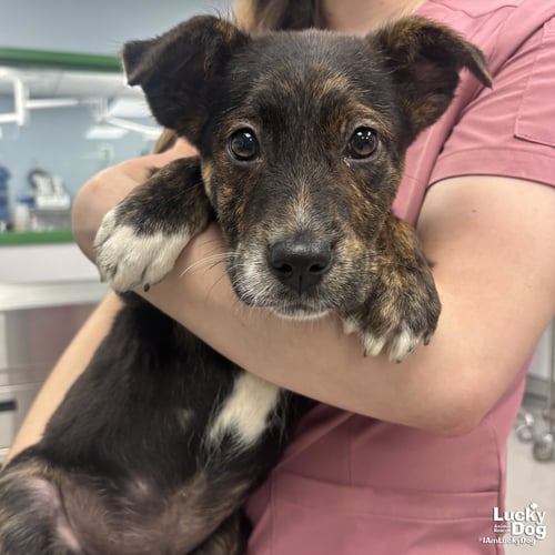 SCRAPS - Shepherd available for adoption