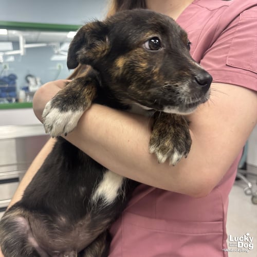 SCRAPS - Shepherd available for adoption