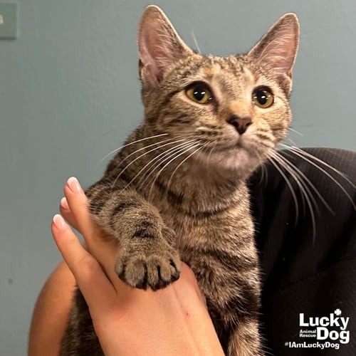 BLUE FISH - Domestic Short Hair available for adoption