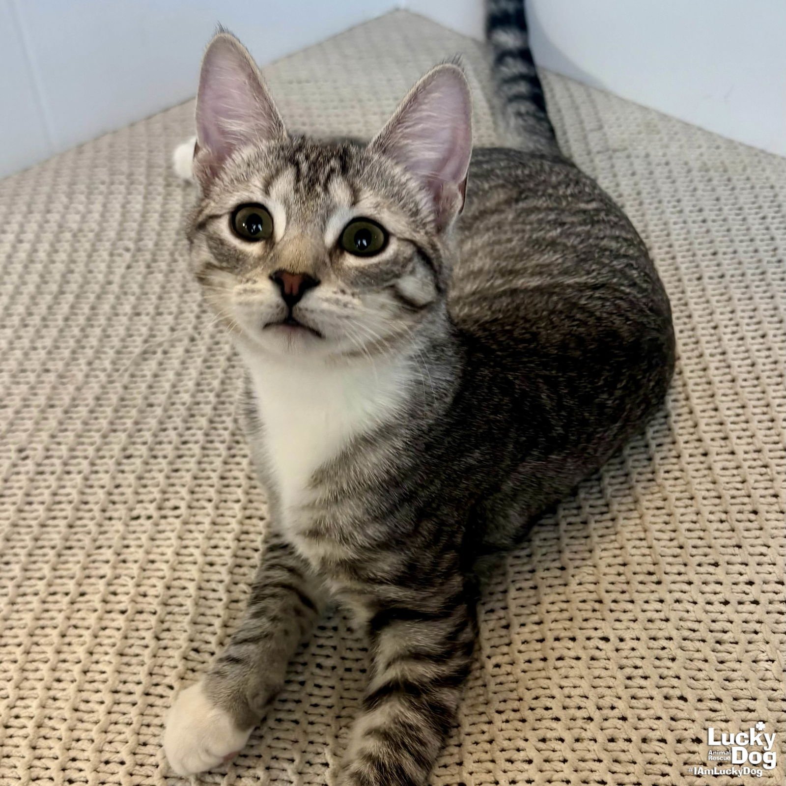 PATCH - Domestic Short Hair available for adoption