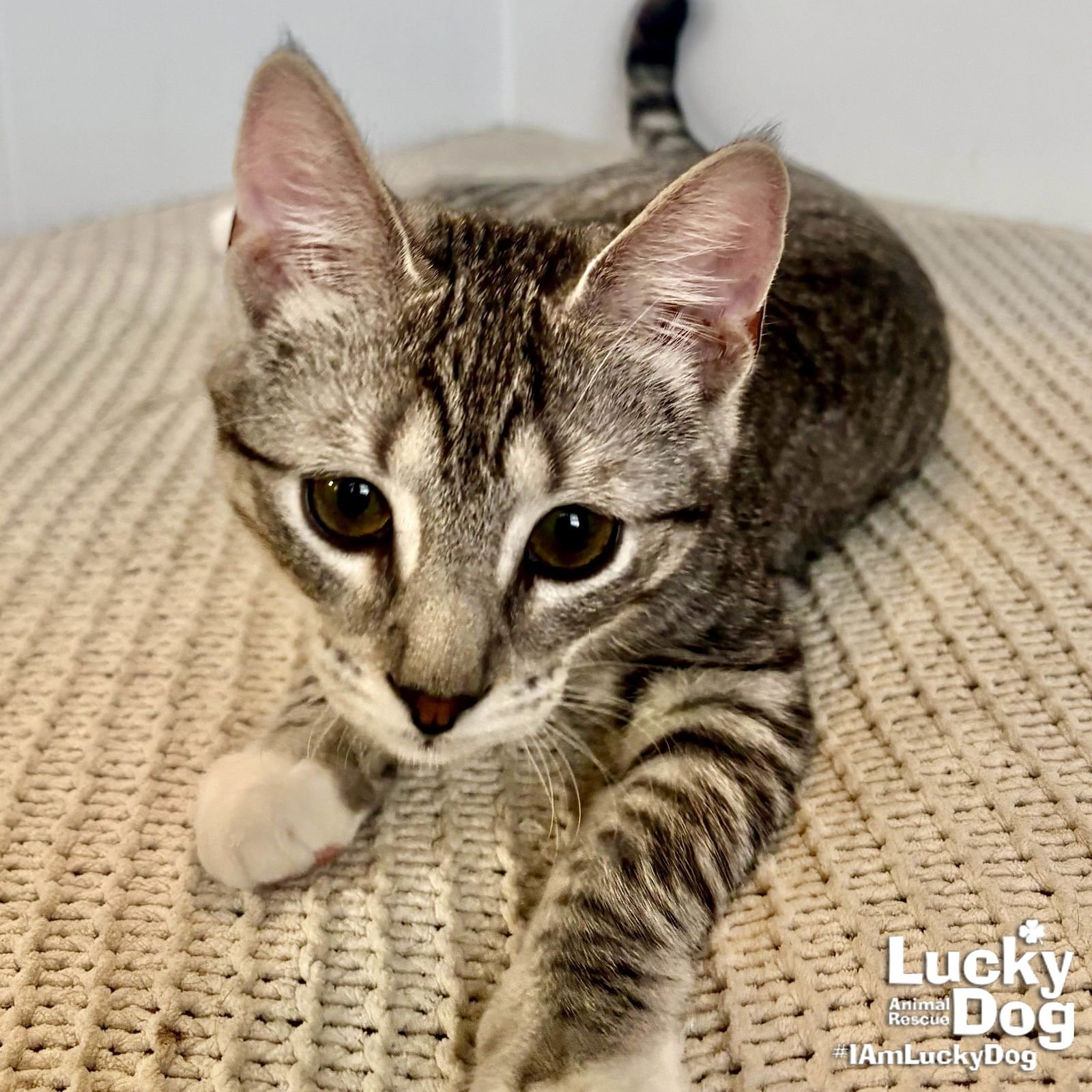 PATCH - Domestic Short Hair available for adoption