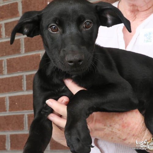 CHI CHI - Australian Shepherd available for adoption