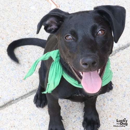 CHI CHI - Australian Shepherd available for adoption