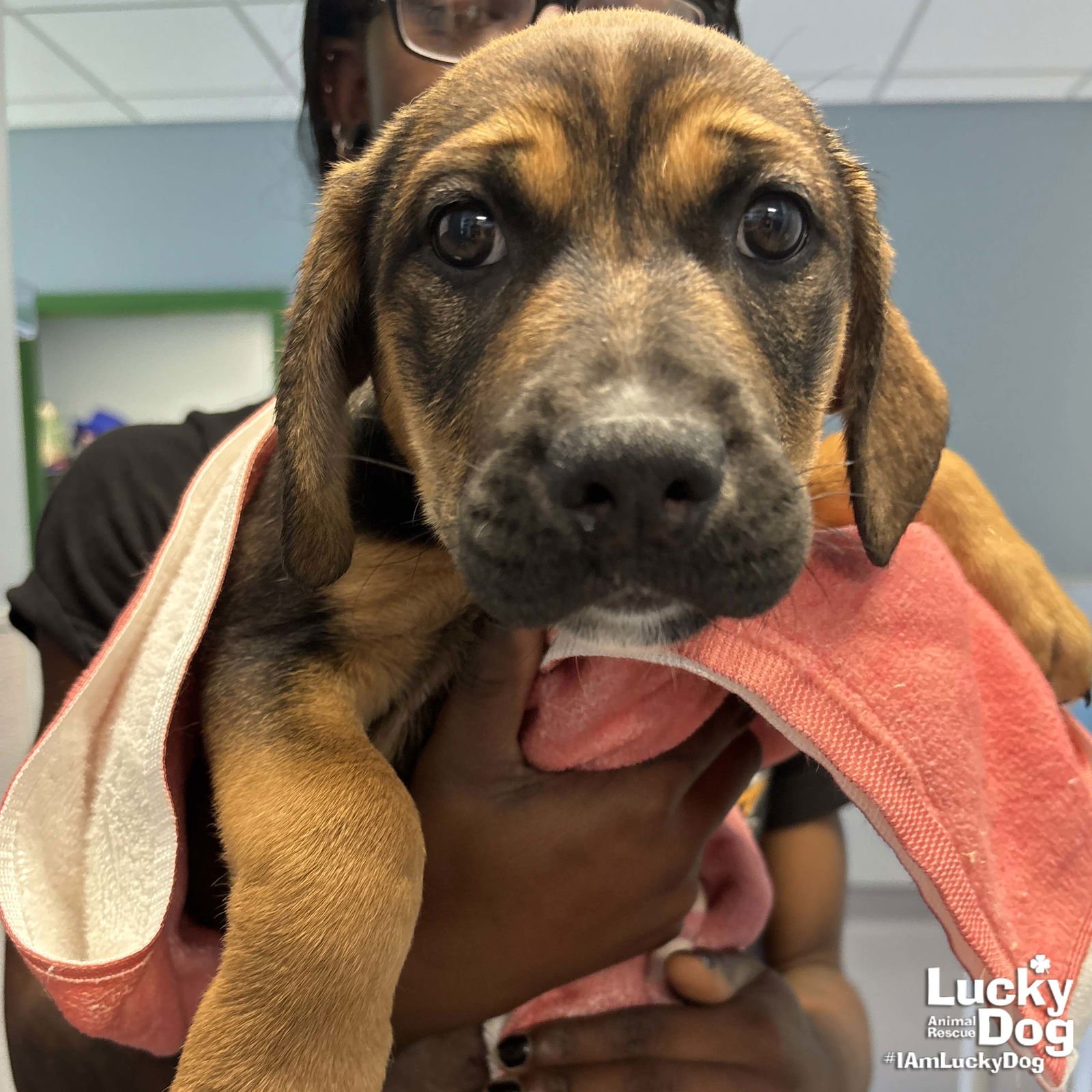 COLLIN - Shepherd / Retriever available for adoption