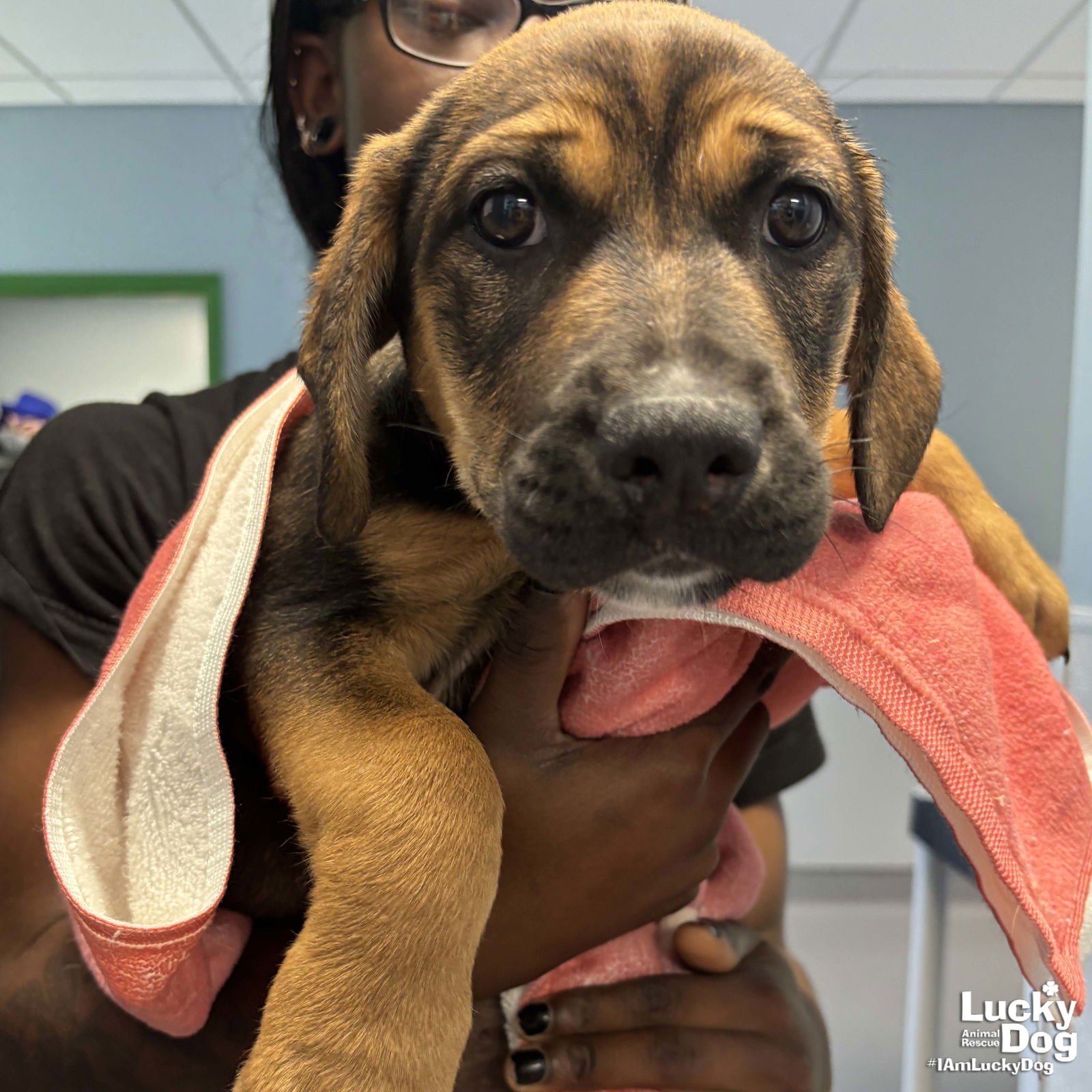 COLLIN - Shepherd / Retriever available for adoption