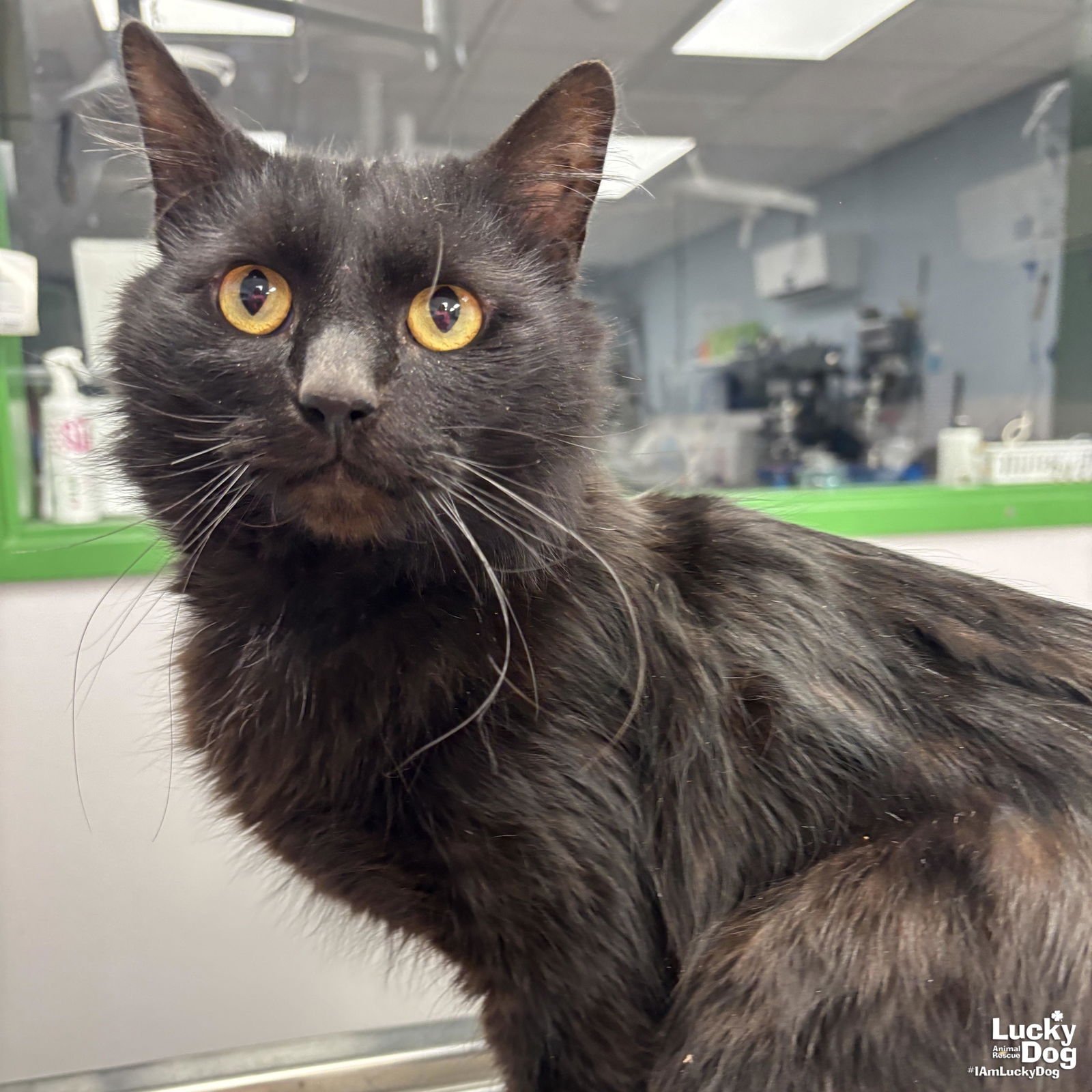 HAGRID - Domestic Long Hair available for adoption