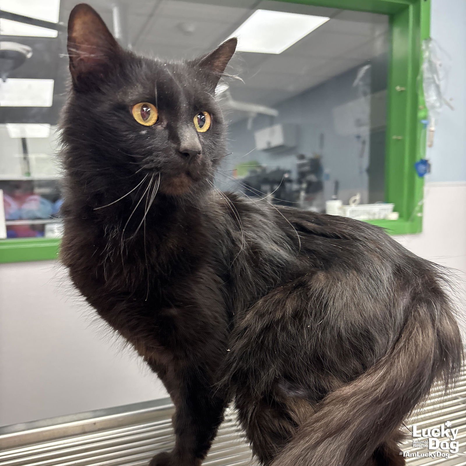 HAGRID - Domestic Long Hair available for adoption