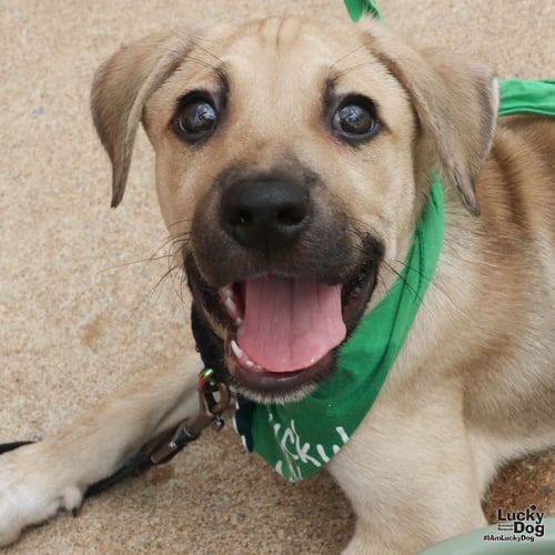 ASTERO - Australian Cattle Dog/Blue Heeler available for adoption