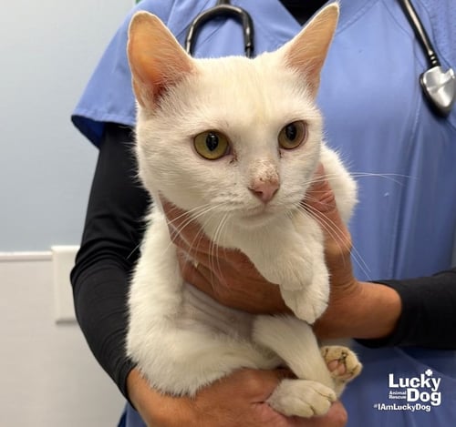 ALASKA - Domestic Short Hair available for adoption