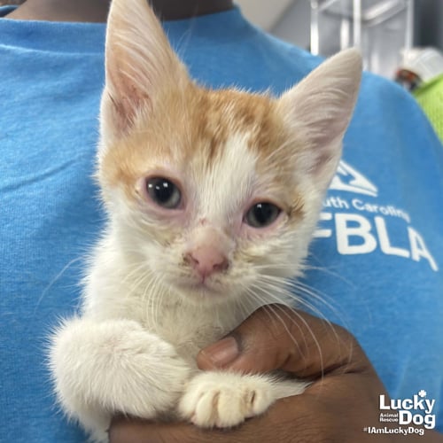 JEREMY - Domestic Short Hair available for adoption