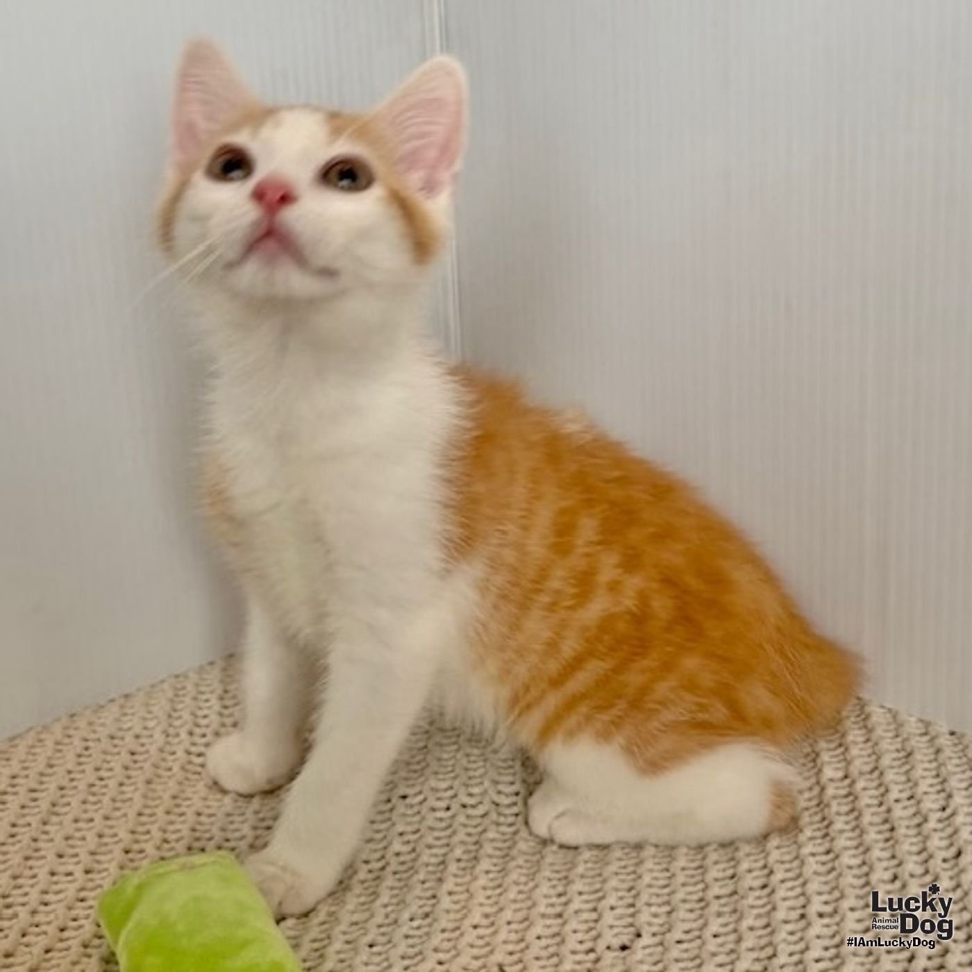 ERNIE - Domestic Short Hair available for adoption