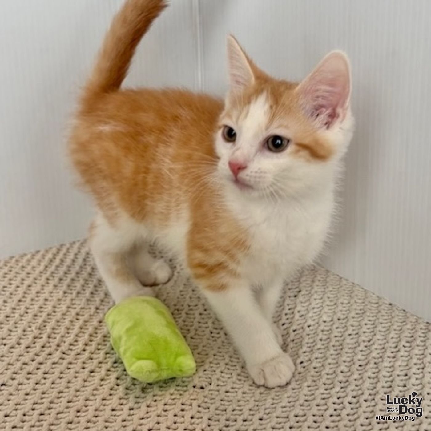 ERNIE - Domestic Short Hair available for adoption