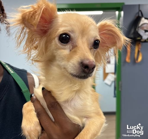 MUFFIN - Chihuahua available for adoption