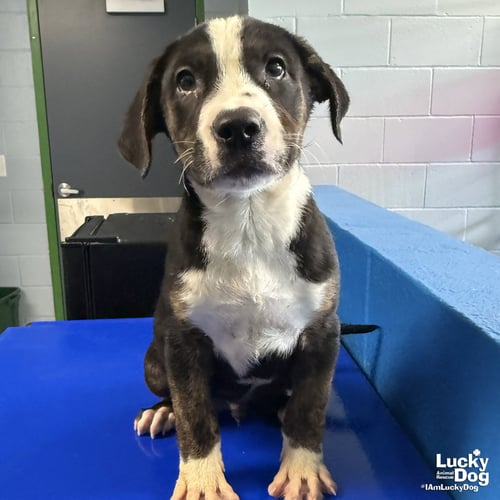 CHAI - Australian Cattle Dog/Blue Heeler / Australian Shepherd available for adoption