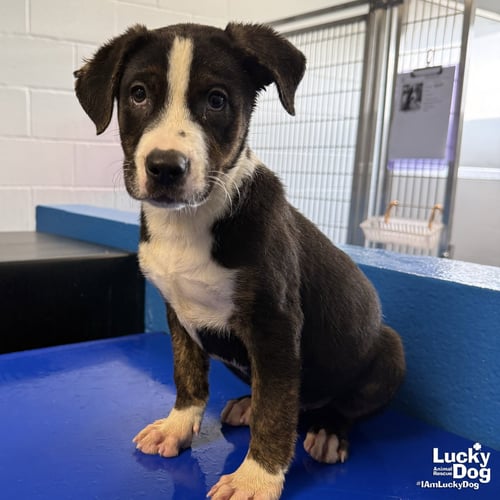 CHAI - Australian Cattle Dog/Blue Heeler / Australian Shepherd available for adoption