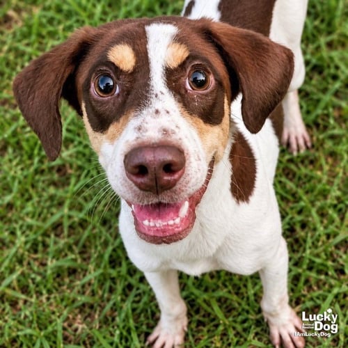 COCO CHANEL - Springer Spaniel / Beagle available for adoption