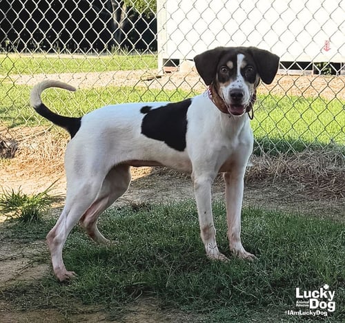 COCO CHANEL - Springer Spaniel / Beagle available for adoption