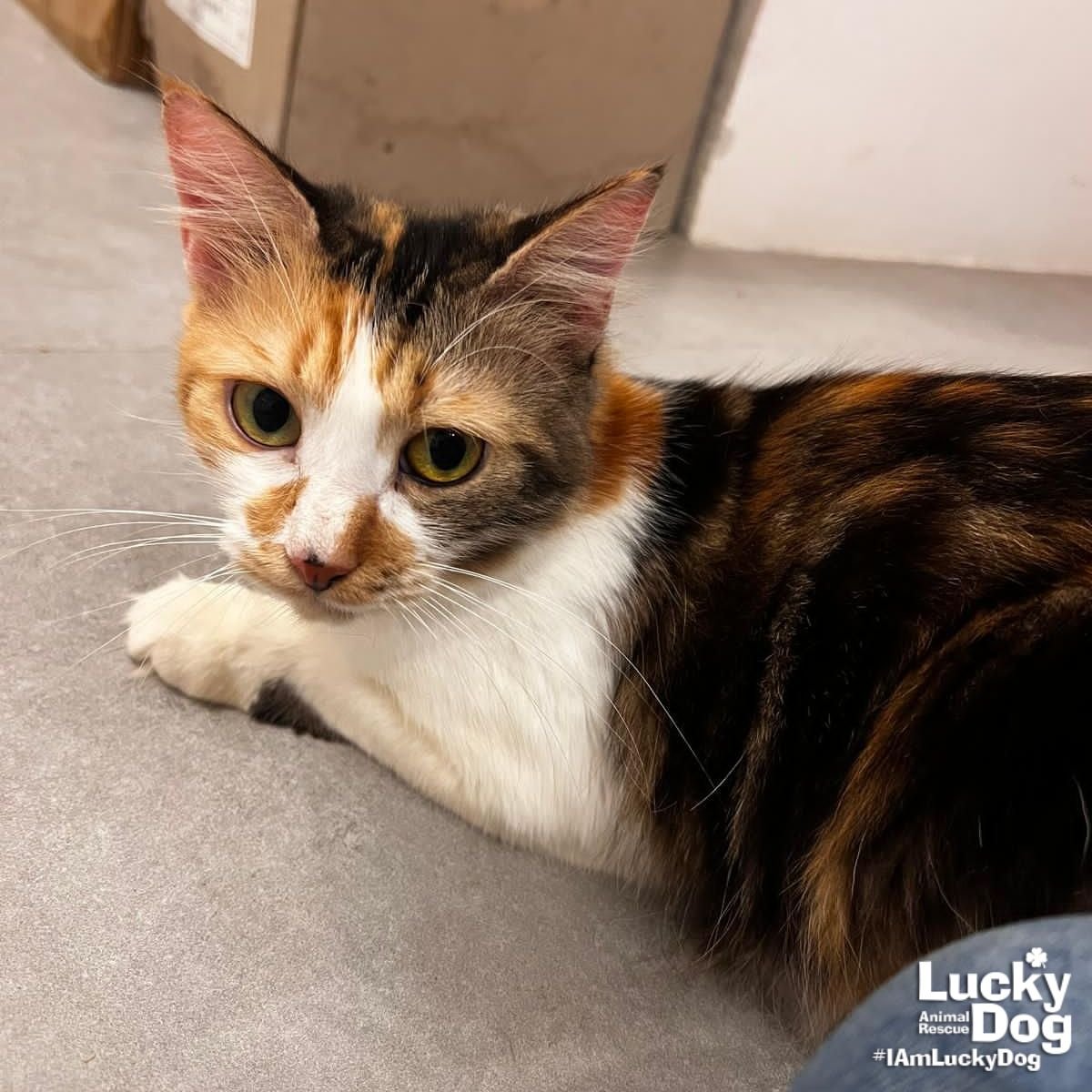LUISA - Domestic Short Hair / Calico available for adoption