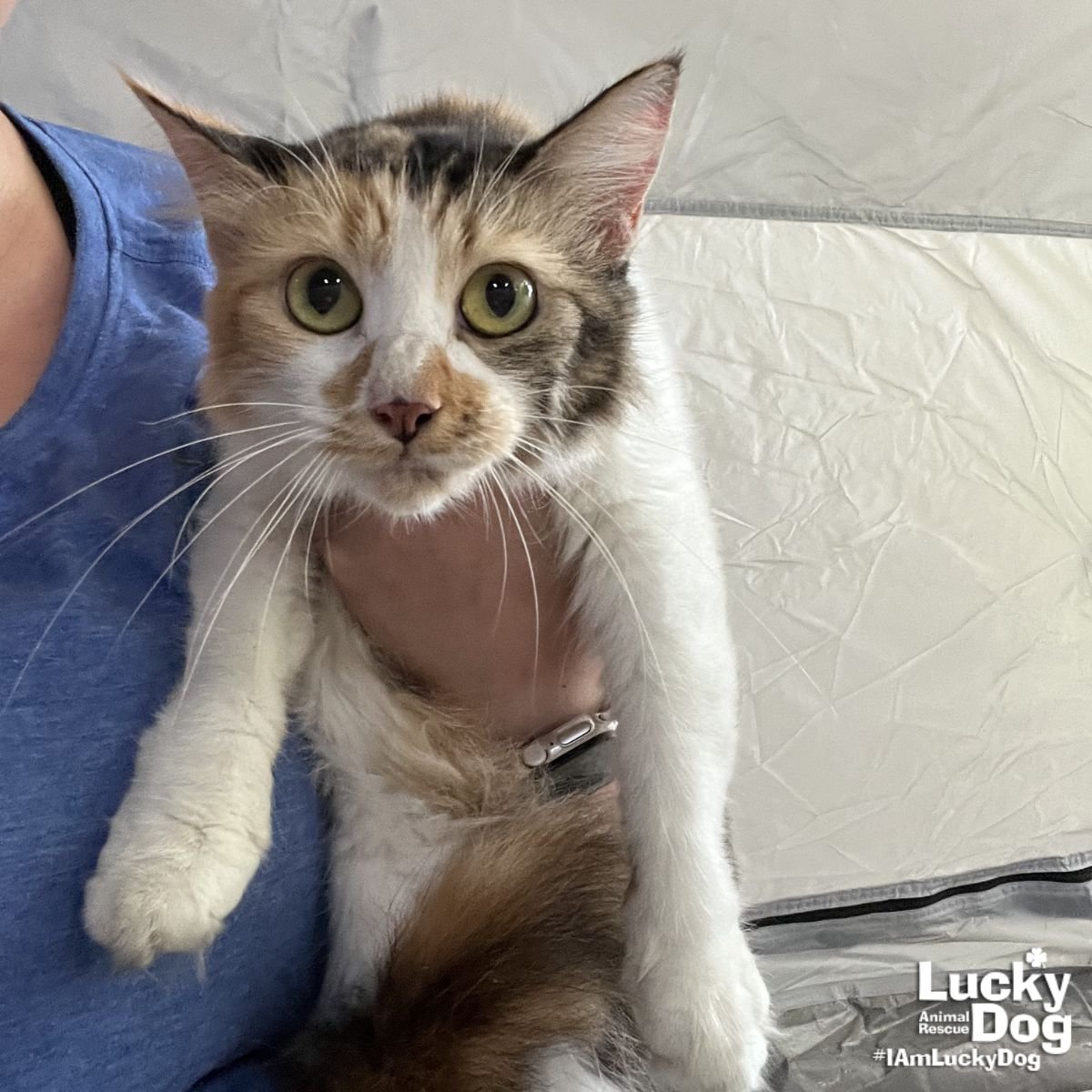 LUISA - Domestic Short Hair / Calico available for adoption