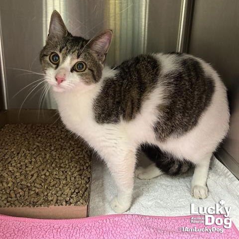 MARCEL - Domestic Short Hair available for adoption