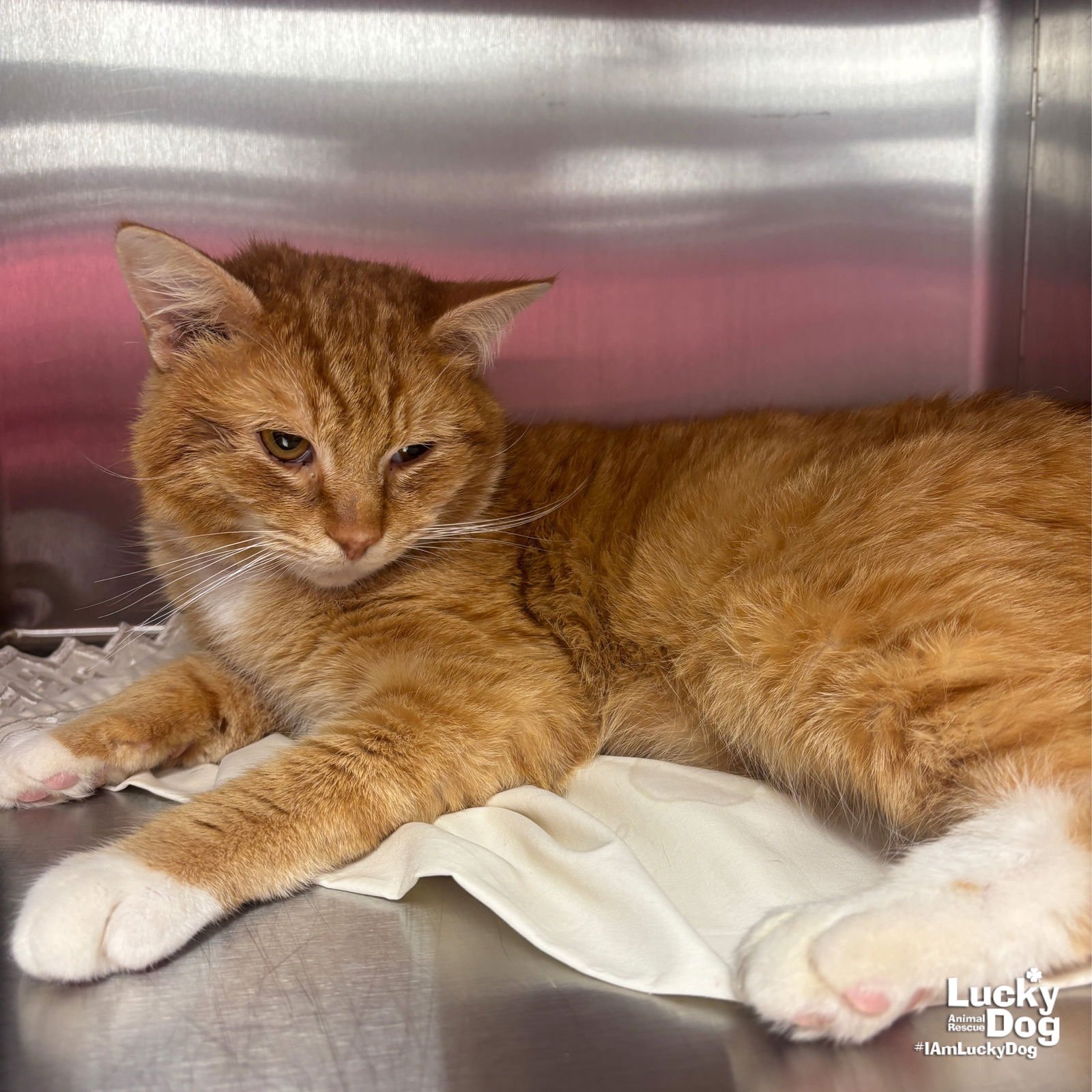 CHIRP - Domestic Short Hair / Tabby available for adoption