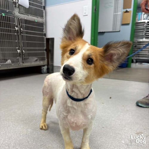 MALIBU - Corgi available for adoption