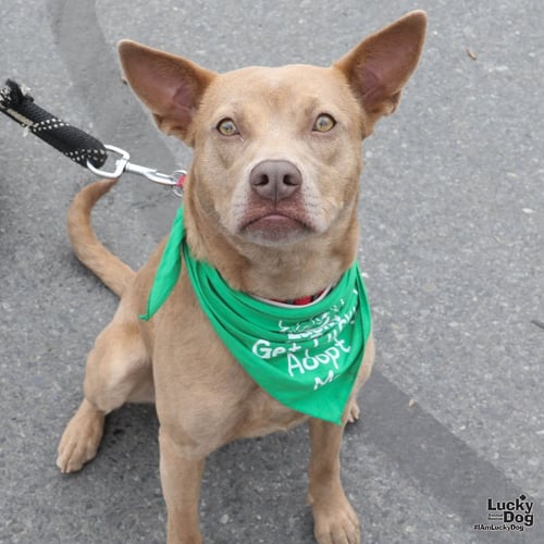 MISSY - Carolina Dog / Shepherd available for adoption