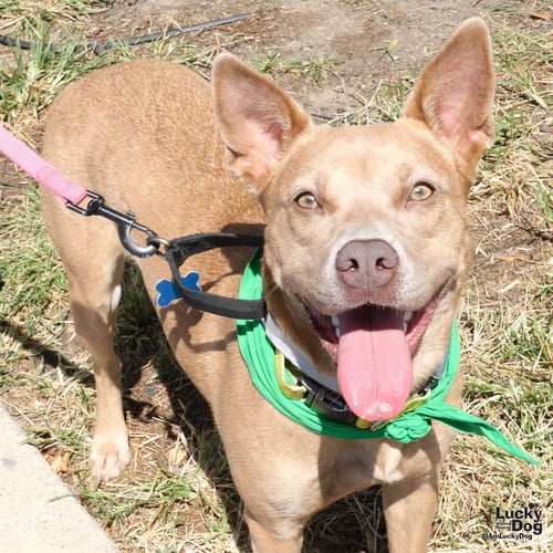 MISSY - Carolina Dog / Shepherd for adoption in Washington