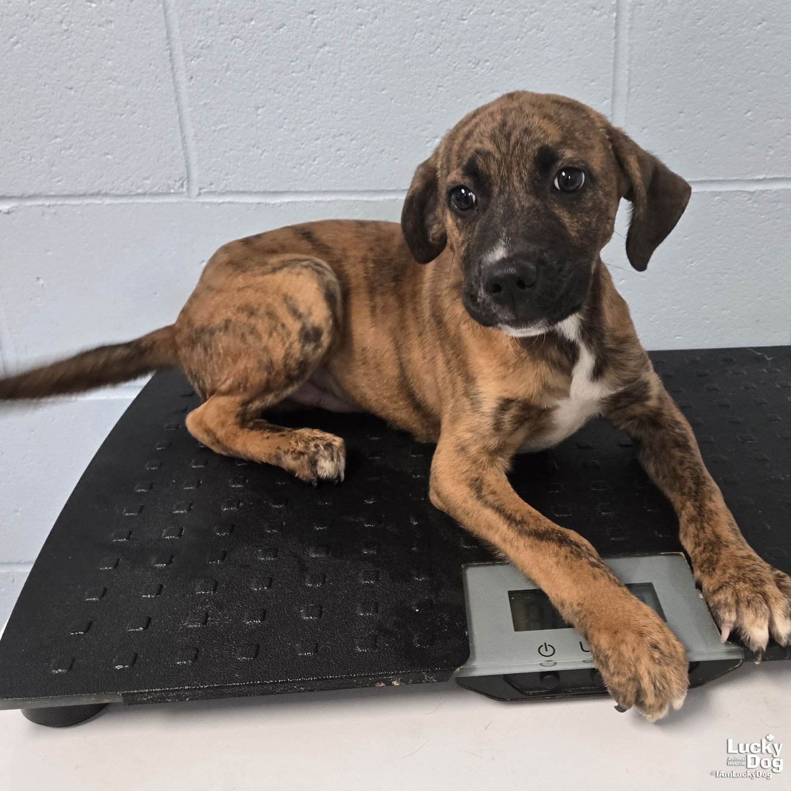 GATSBY - Shepherd / Plott Hound available for adoption