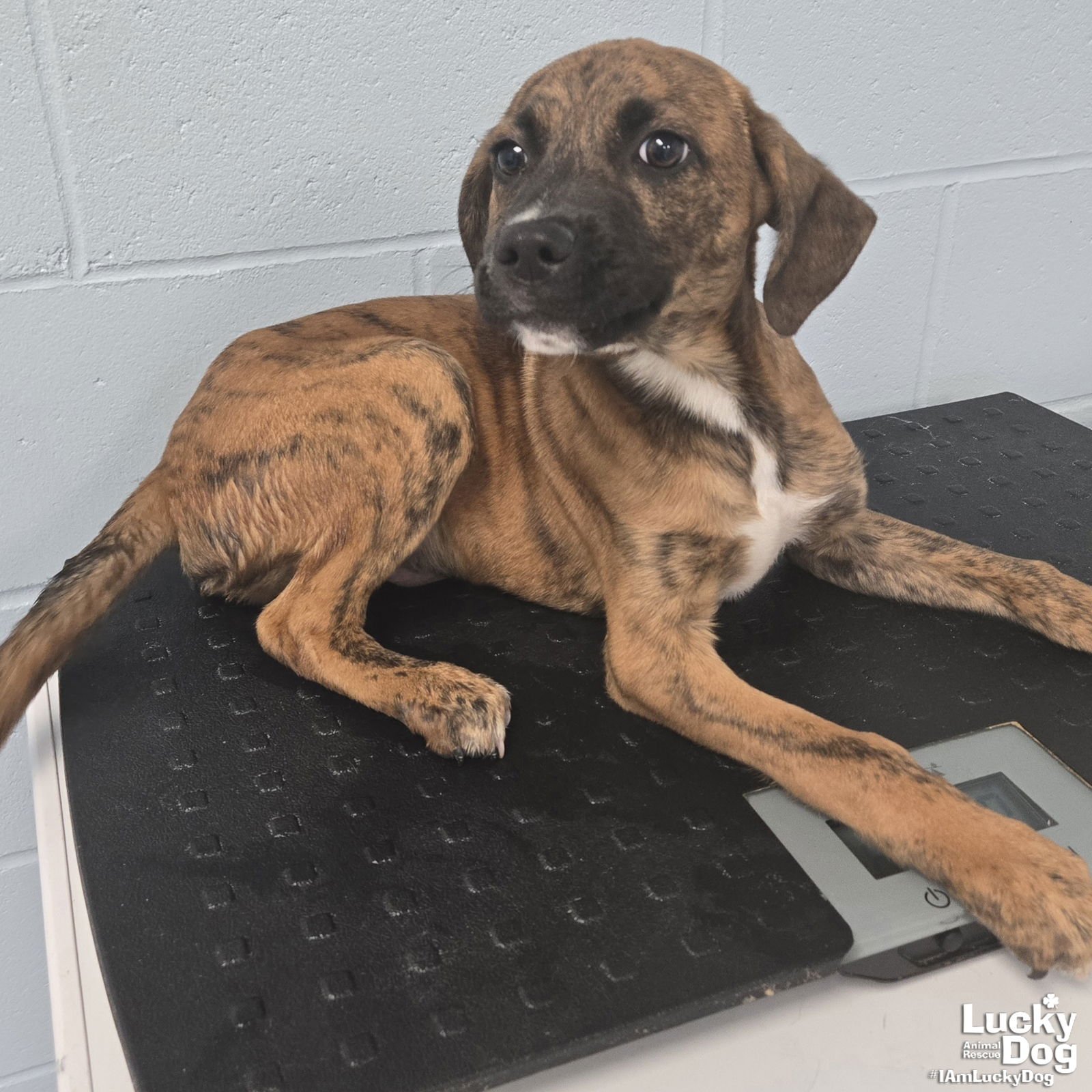 GATSBY - Shepherd / Plott Hound available for adoption
