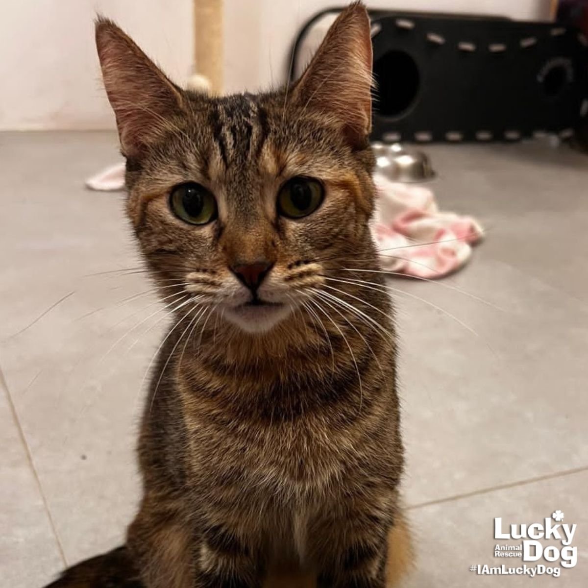 CAROLINA - Domestic Short Hair / Tabby available for adoption