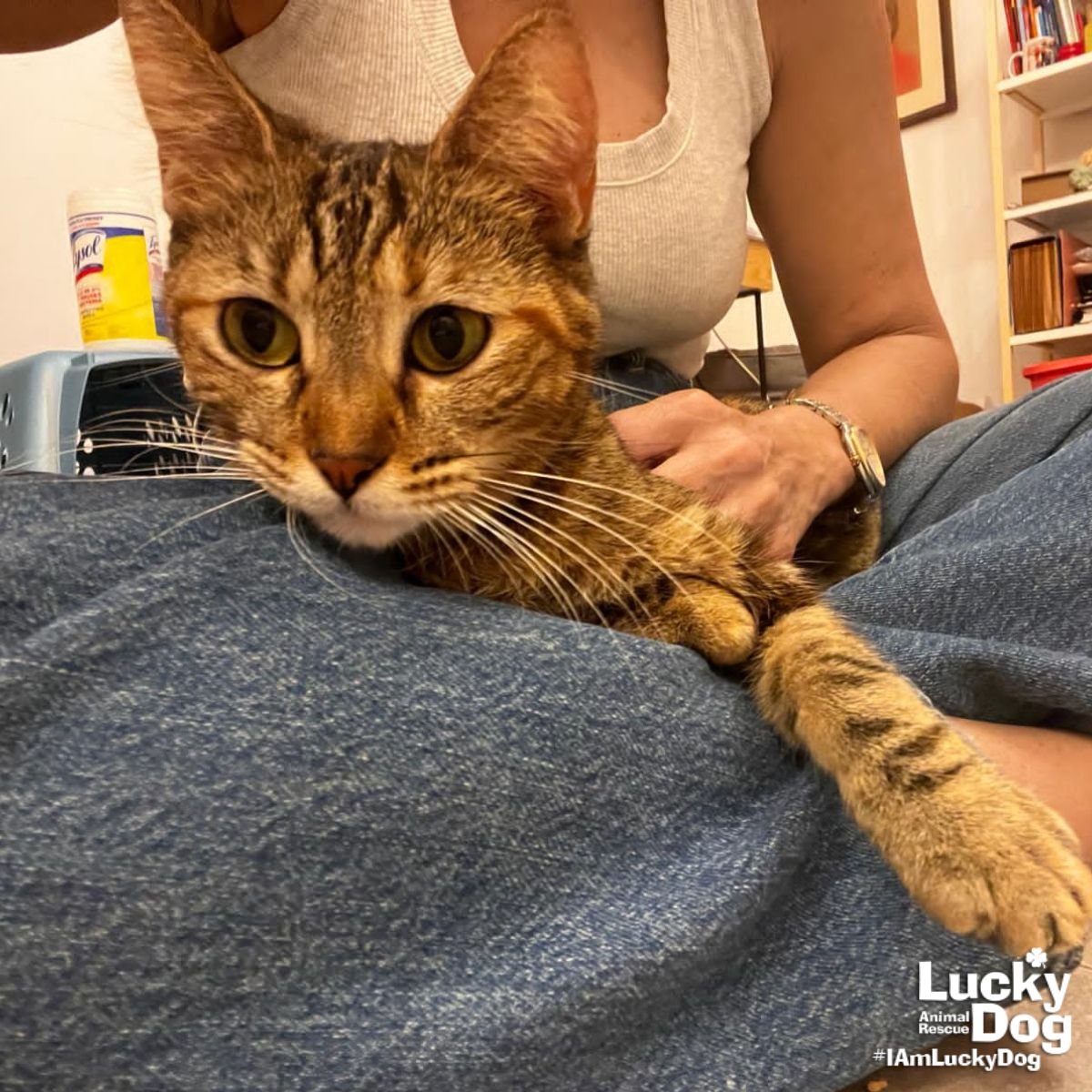 CAROLINA - Domestic Short Hair / Tabby available for adoption