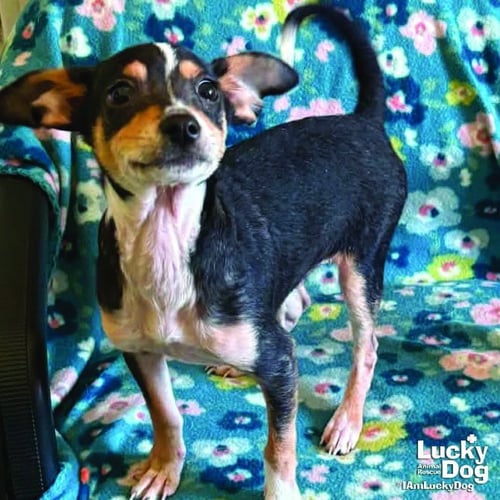 MARSTON - Chihuahua available for adoption
