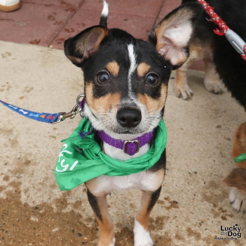 MARSTON - Chihuahua available for adoption