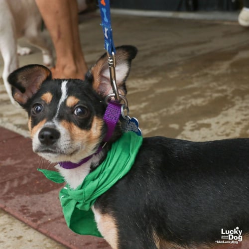 MARSTON - Chihuahua available for adoption