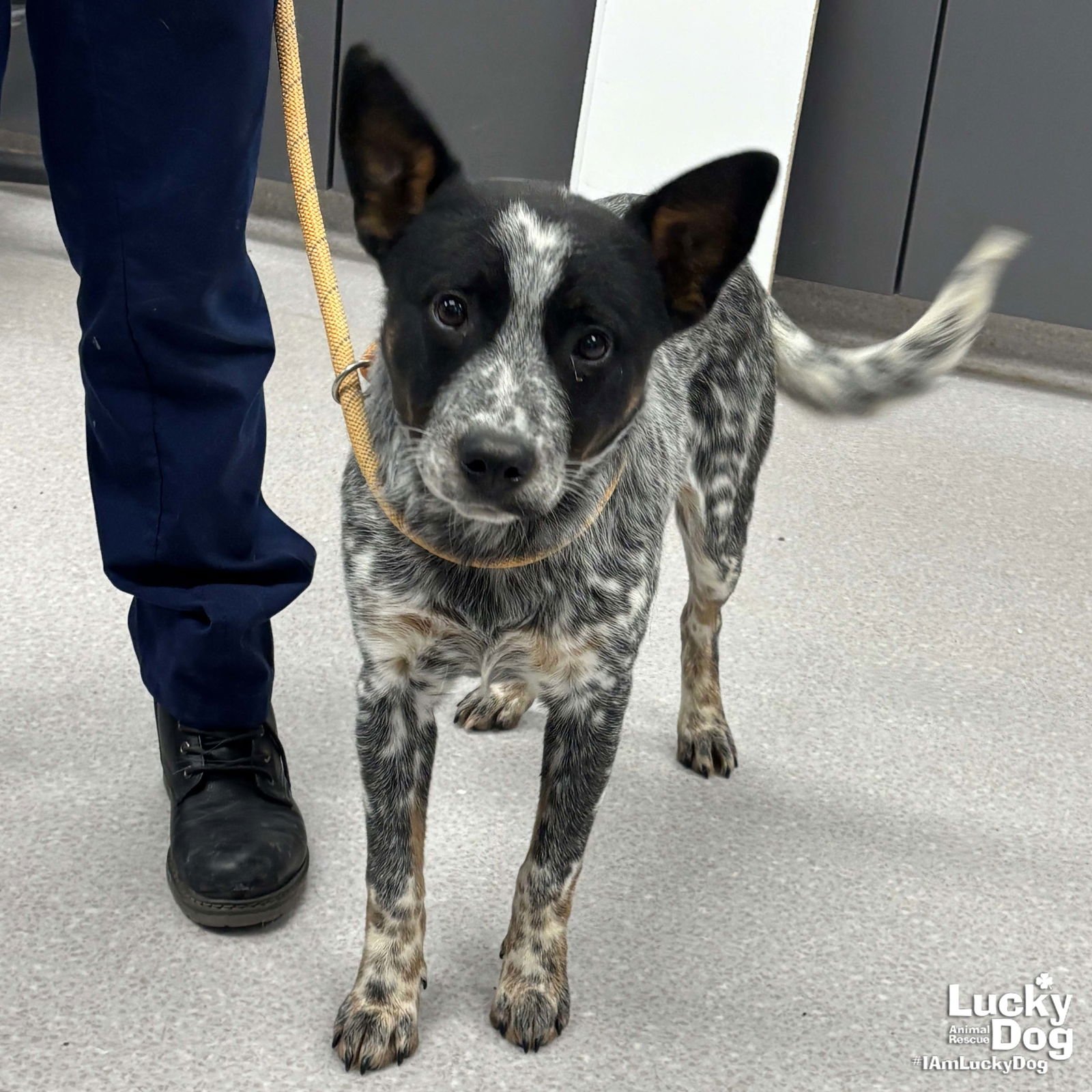 SHEPHERDS PIE - Australian Cattle Dog/Blue Heeler / Cattle Dog available for adoption