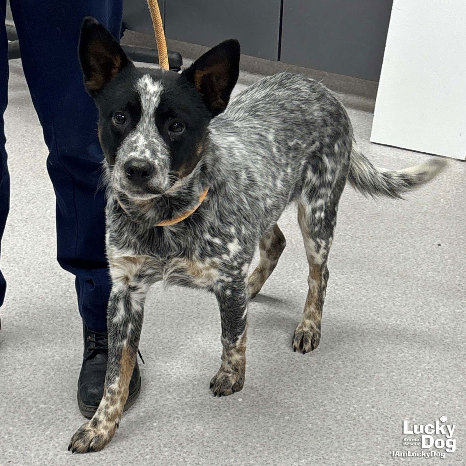 SHEPHERDS PIE - Australian Cattle Dog/Blue Heeler / Cattle Dog available for adoption