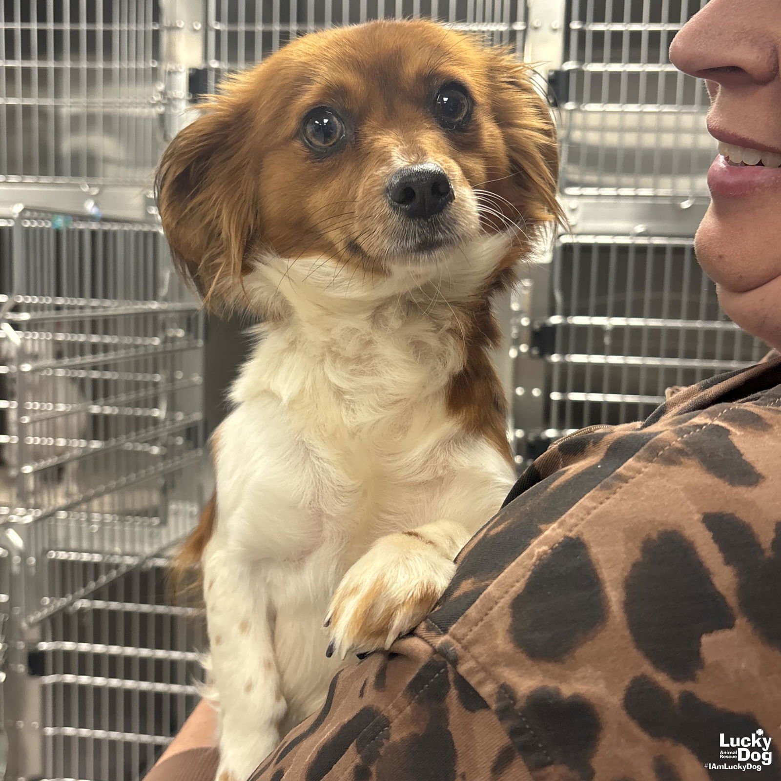 VIVA - Corgi / Pomeranian available for adoption