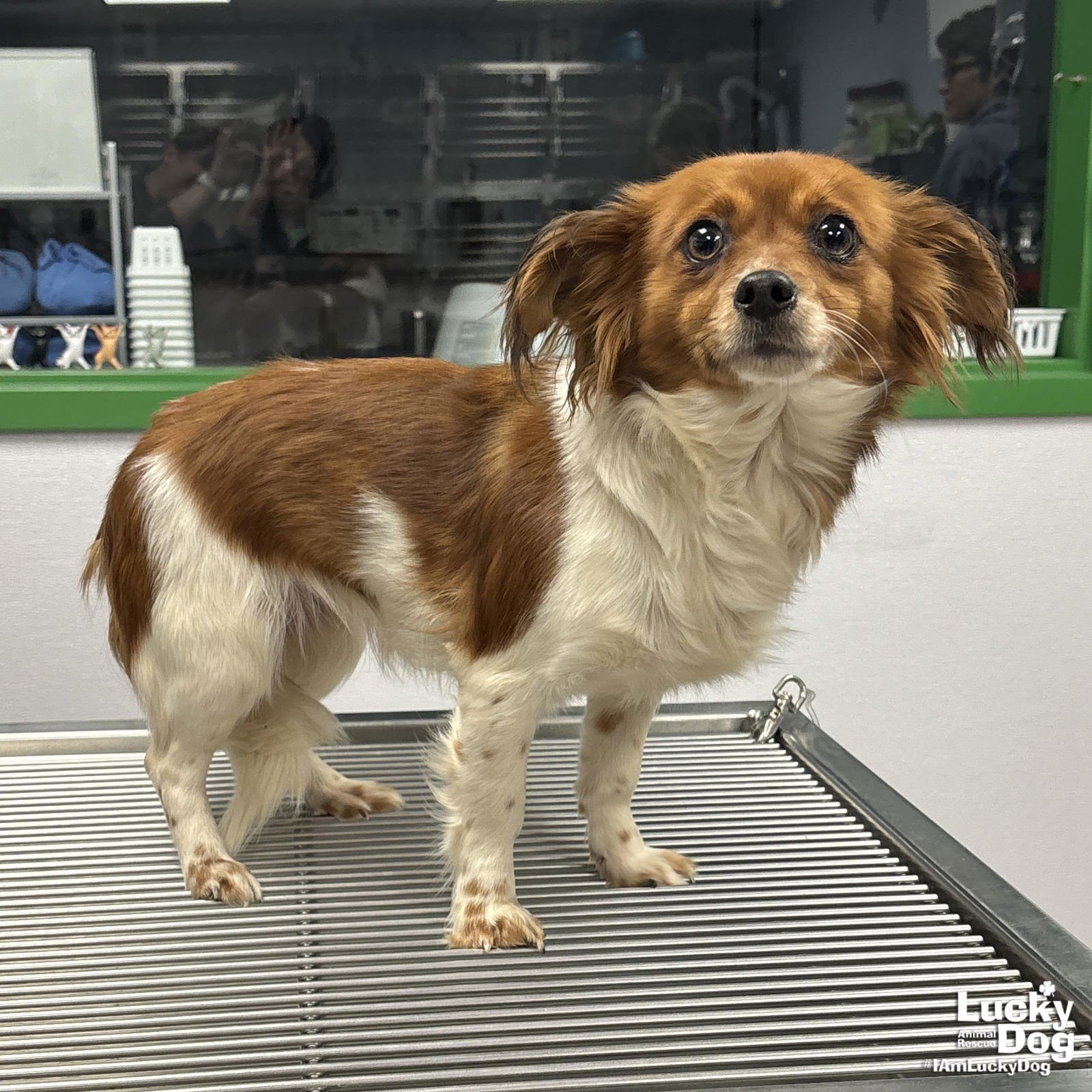 VIVA - Corgi / Pomeranian available for adoption