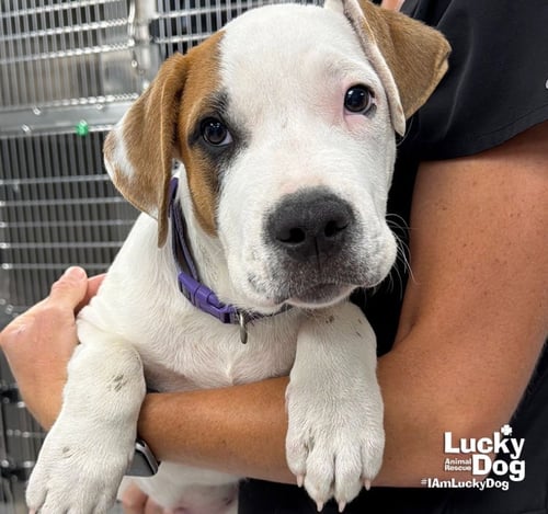 TJ - Labrador Retriever / Pointer available for adoption