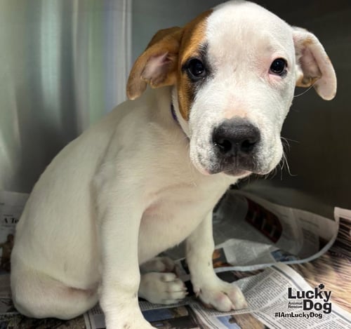 TJ - Labrador Retriever / Pointer available for adoption