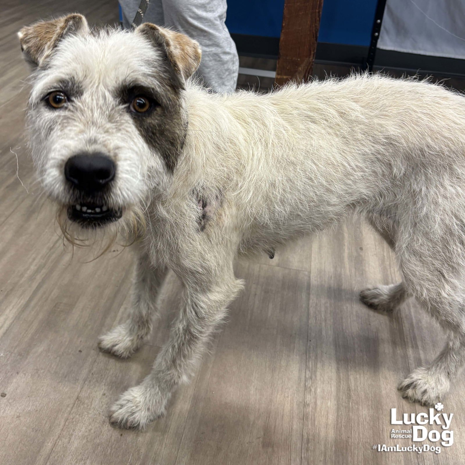 JACKIE - Wirehaired Fox Terrier / Terrier available for adoption