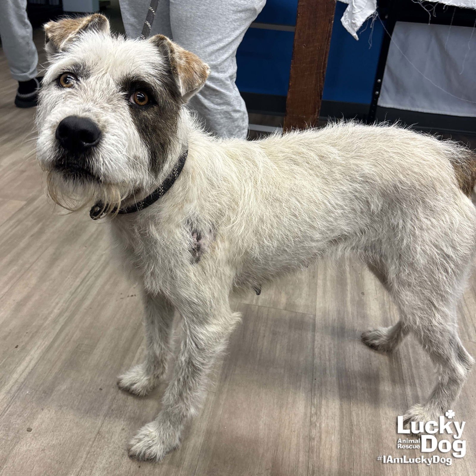 JACKIE - Wirehaired Fox Terrier / Terrier available for adoption