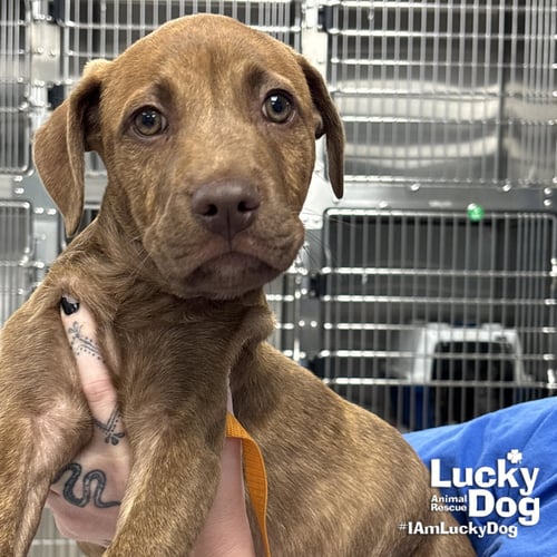 ELLIS - Shepherd available for adoption