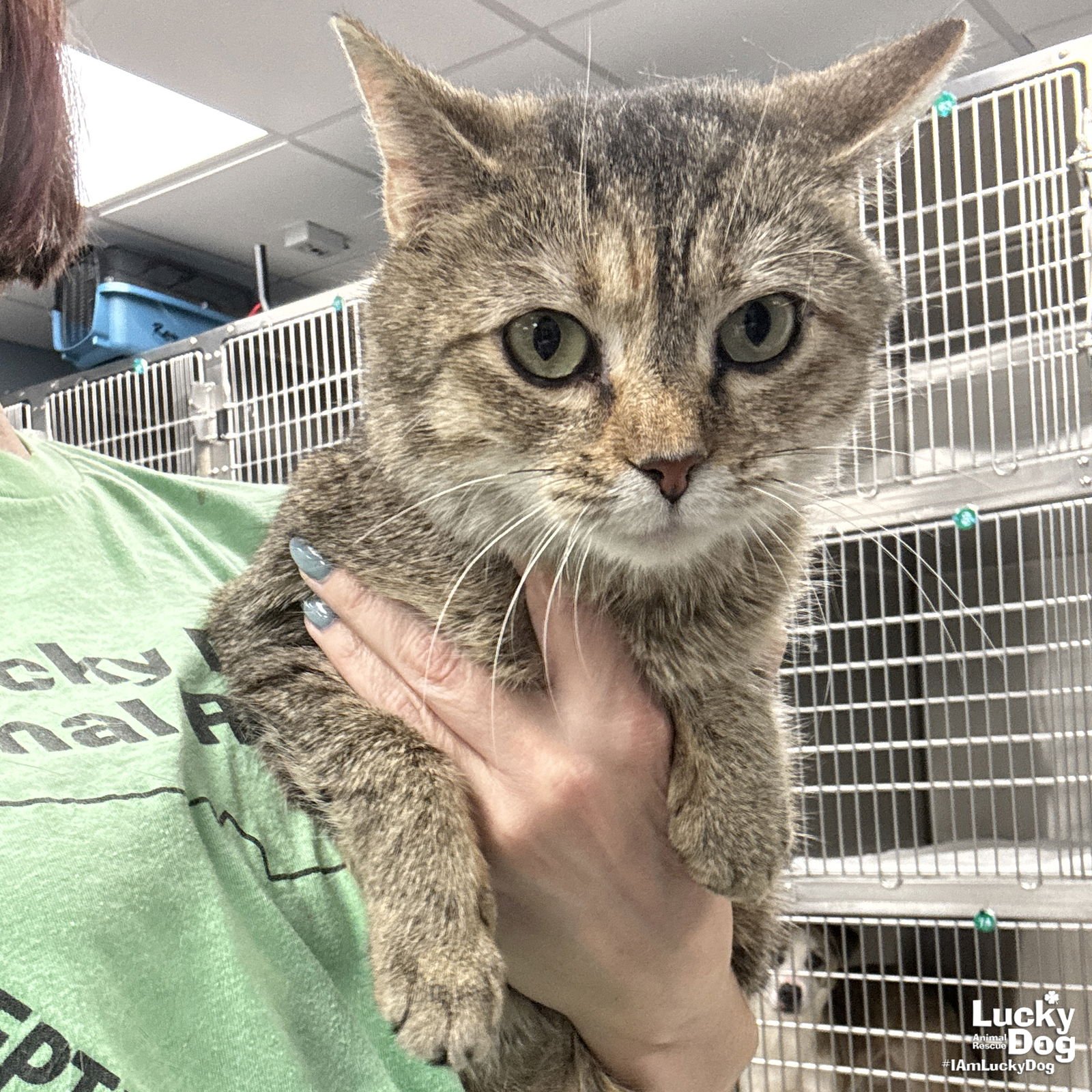 VANILLA PUDDING - Domestic Short Hair available for adoption